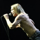 iggy and the stooges (usa)